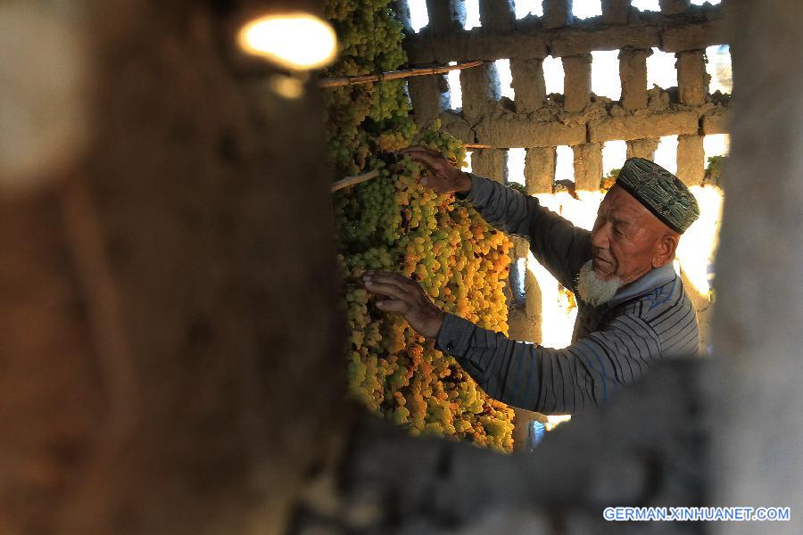 #CHINA-XINJIANG-HAMI-GRAPE (CN)