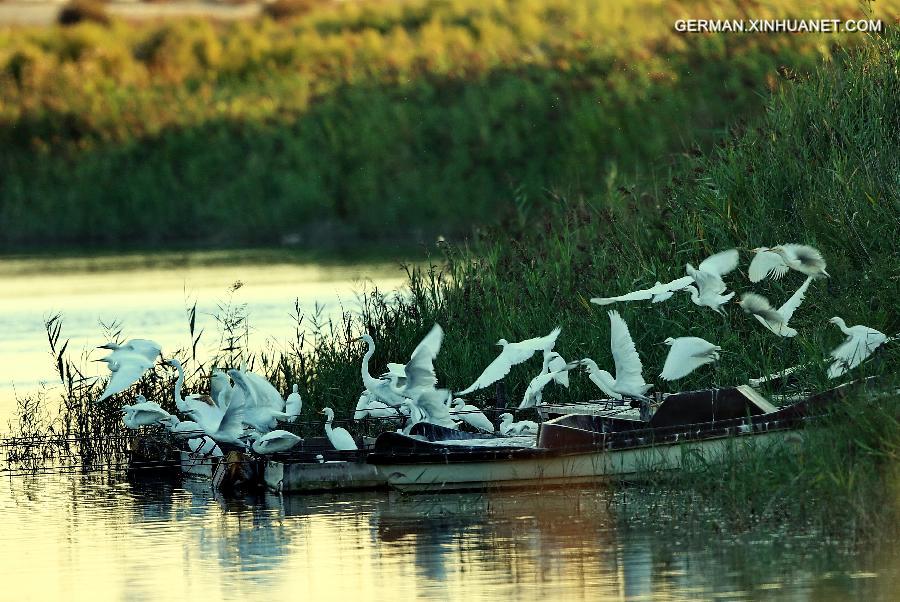 CHINA-HEBEI-EGRET (CN)