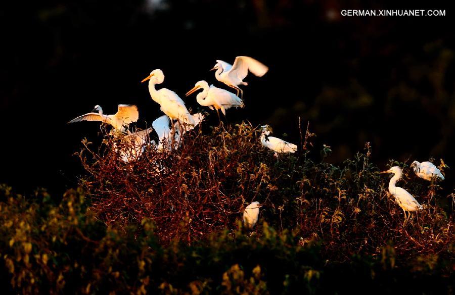 CHINA-HEBEI-EGRET (CN)