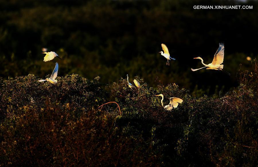 CHINA-HEBEI-EGRET (CN)