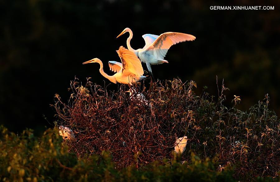 CHINA-HEBEI-EGRET (CN)