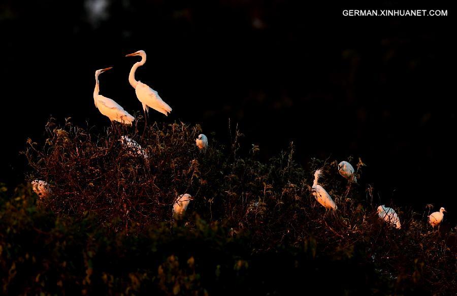 CHINA-HEBEI-EGRET (CN)