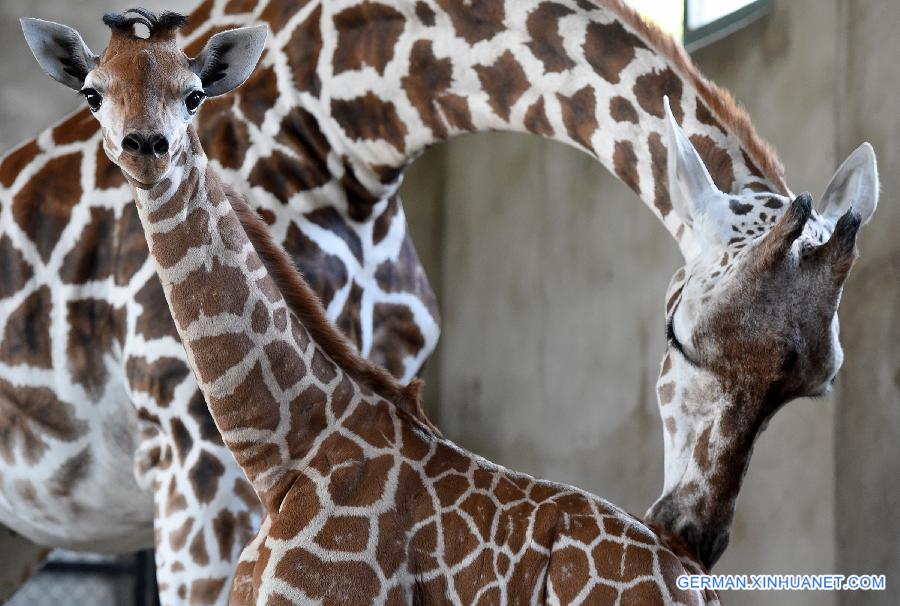 CHINA-HEFEI-BABY GIRAFFE-NAME COLLECTION (CN)