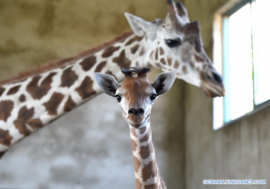 CHINA-HEFEI-BABY GIRAFFE-NAME COLLECTION (CN)