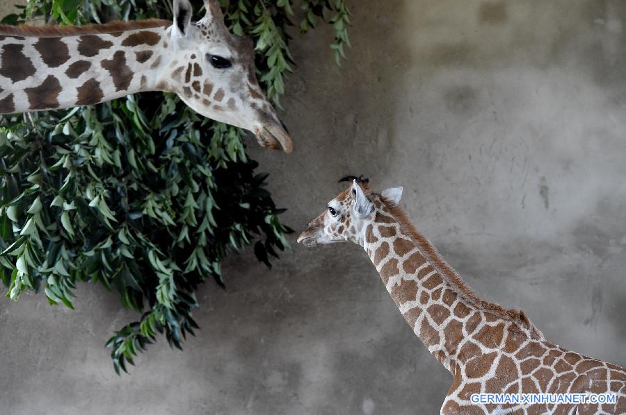 CHINA-HEFEI-BABY GIRAFFE-NAME COLLECTION (CN)