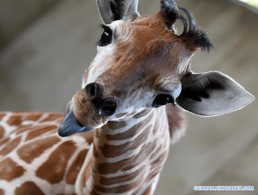 CHINA-HEFEI-BABY GIRAFFE-NAME COLLECTION (CN)