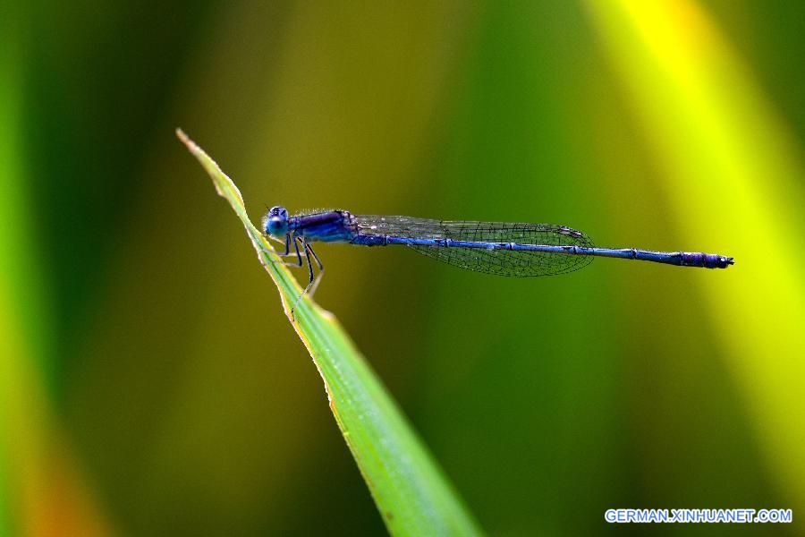 CHINA-GUANGXI-BLUE DRAGONFLY (CN)