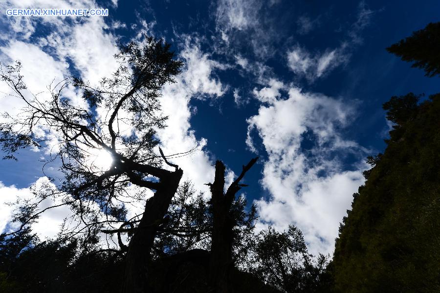 CHINA-QINGHAI-FOREST (CN)