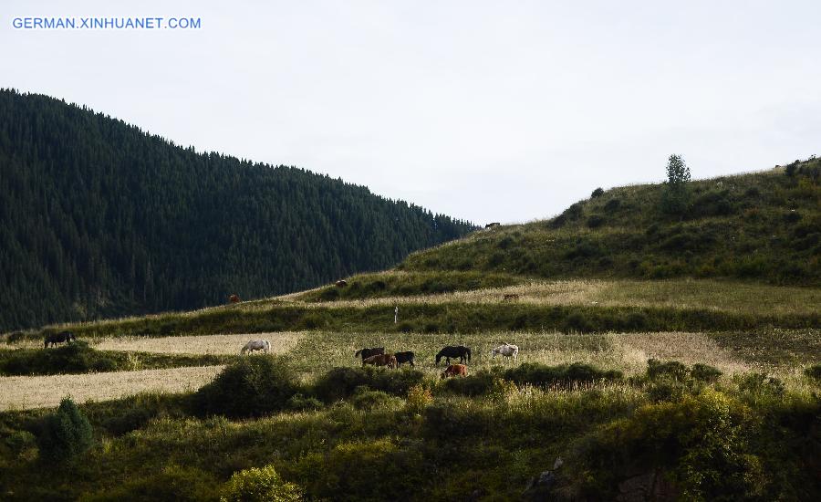 CHINA-QINGHAI-FOREST (CN)