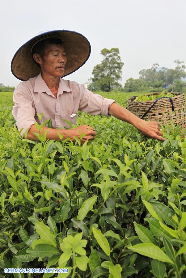 #CHINA-TEA LEAVES-HARVEST (CN)