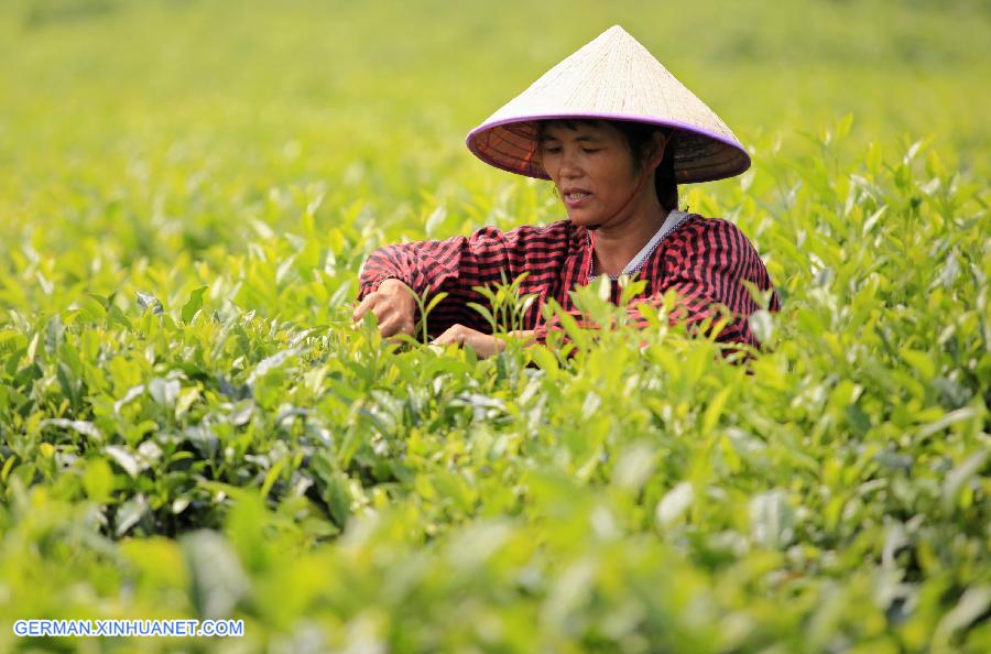 #CHINA-TEA LEAVES-HARVEST (CN)