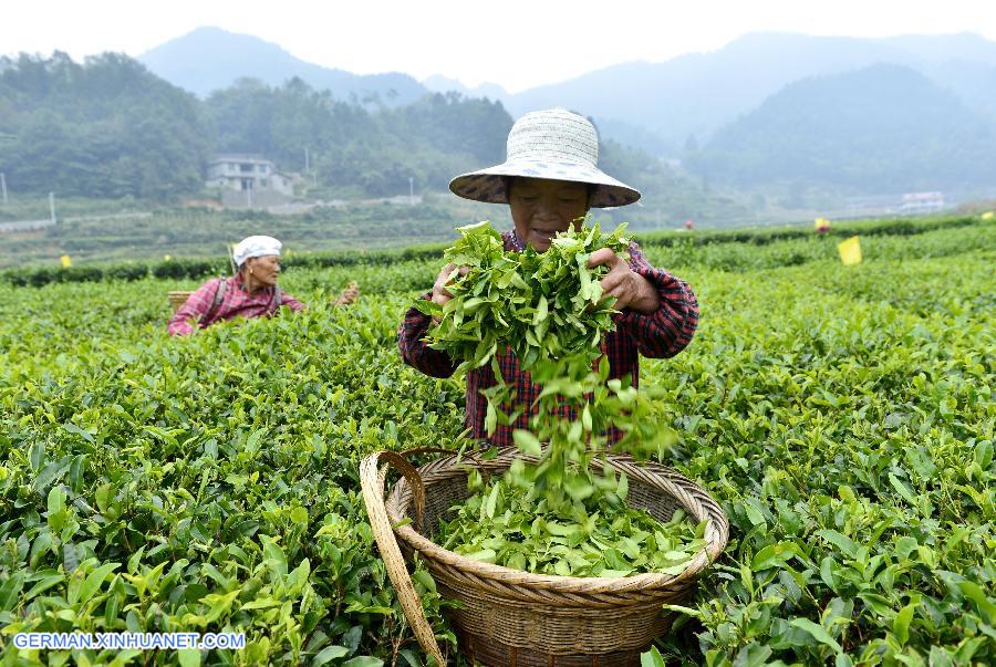 #CHINA-TEA LEAVES-HARVEST (CN)