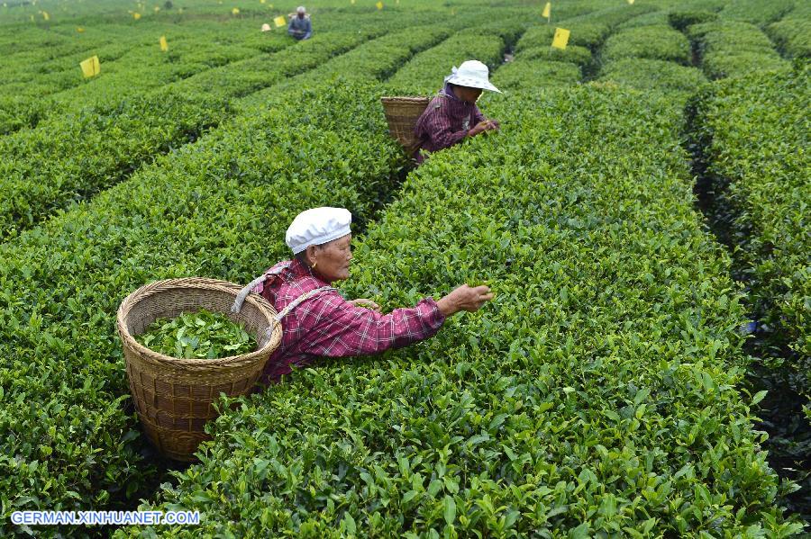 #CHINA-TEA LEAVES-HARVEST (CN)