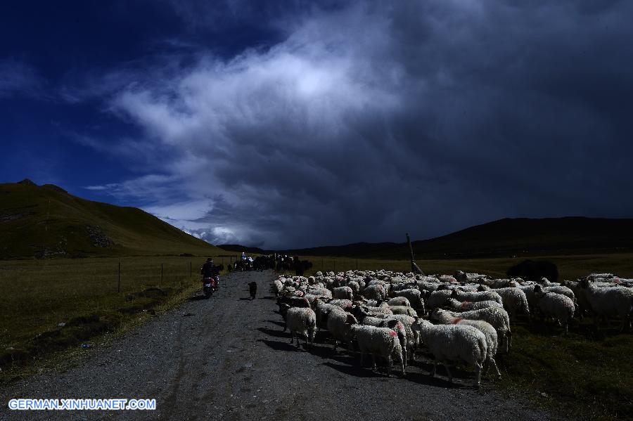 （美丽中国）（2）高原冬牧场