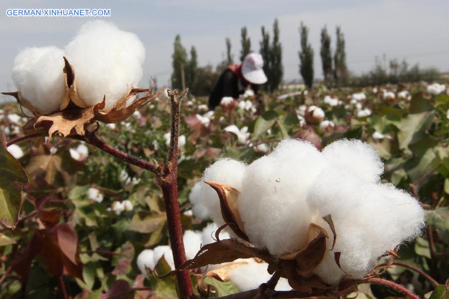 #CHINA-XINJIANG-HAMI-COTTON HARVEST (CN)