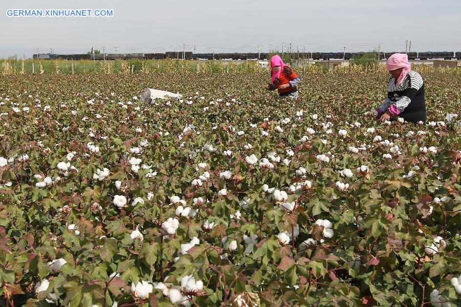 #CHINA-XINJIANG-HAMI-COTTON HARVEST (CN)