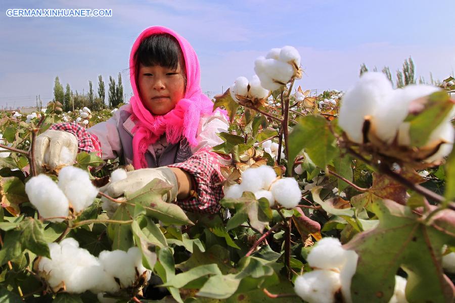 #CHINA-XINJIANG-HAMI-COTTON HARVEST (CN)