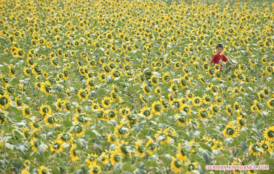 #（生态）（1）秋美花海醉人间