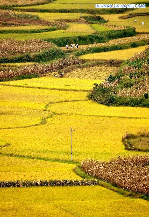 #CHINA-HUBEI-ENSHI-GOLDEN FIELDS (CN)