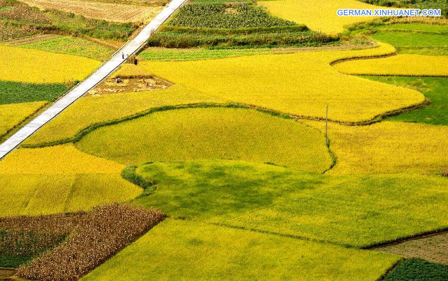 #CHINA-HUBEI-ENSHI-GOLDEN FIELDS (CN)