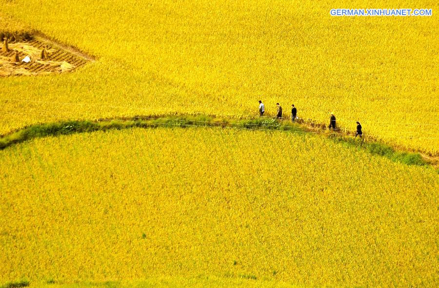 #CHINA-HUBEI-ENSHI-GOLDEN FIELDS (CN)