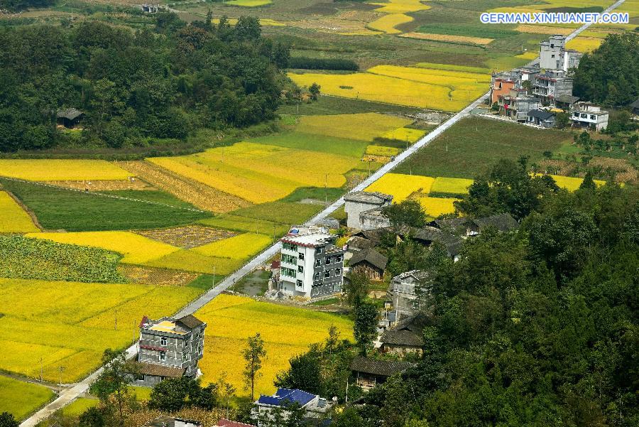 #CHINA-HUBEI-ENSHI-GOLDEN FIELDS (CN)