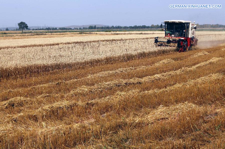 #CHINA-HEBEI-HULLESS OAT-HARVEST (CN)