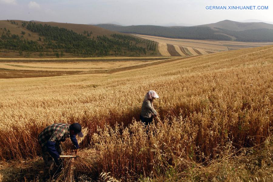 #CHINA-HEBEI-HULLESS OAT-HARVEST (CN)