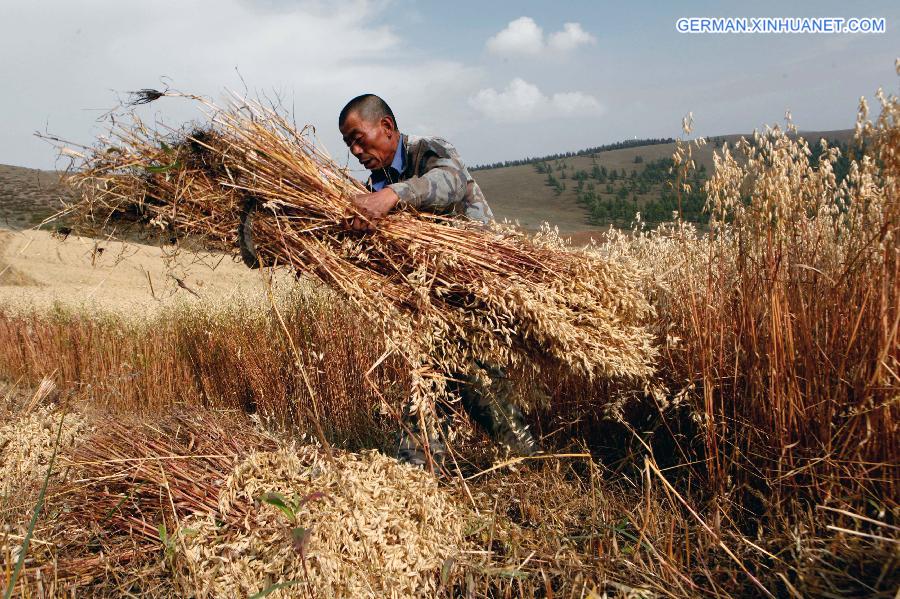 #CHINA-HEBEI-HULLESS OAT-HARVEST (CN)