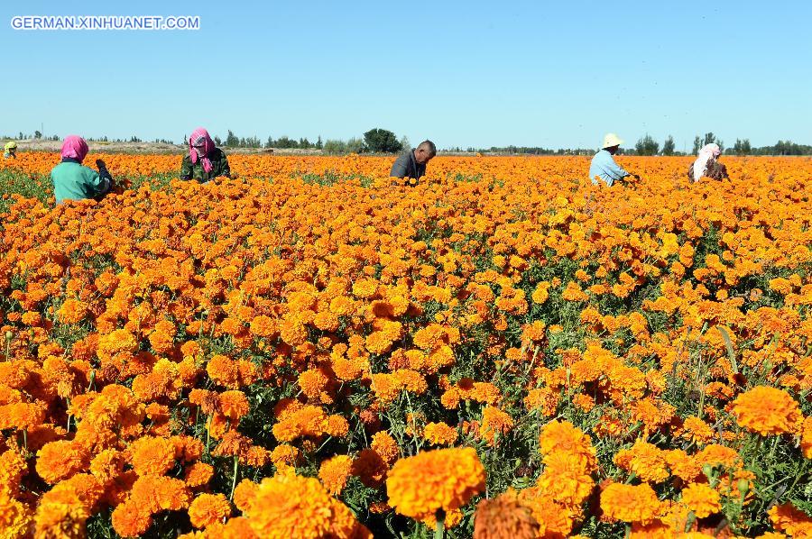 CHINA-GANSU-MARIGOLD FLOWERS (CN)