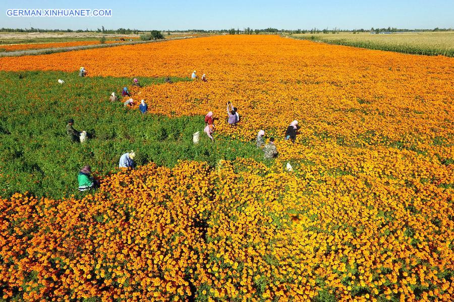 CHINA-GANSU-MARIGOLD FLOWERS (CN)