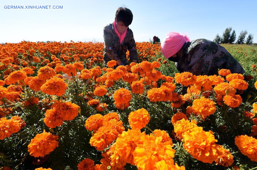 CHINA-GANSU-MARIGOLD FLOWERS (CN)