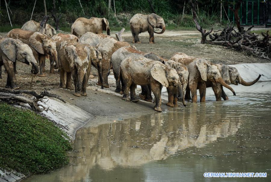 CHINA-GUANGDONG-AFRICAN ELEPHANTS(CN)