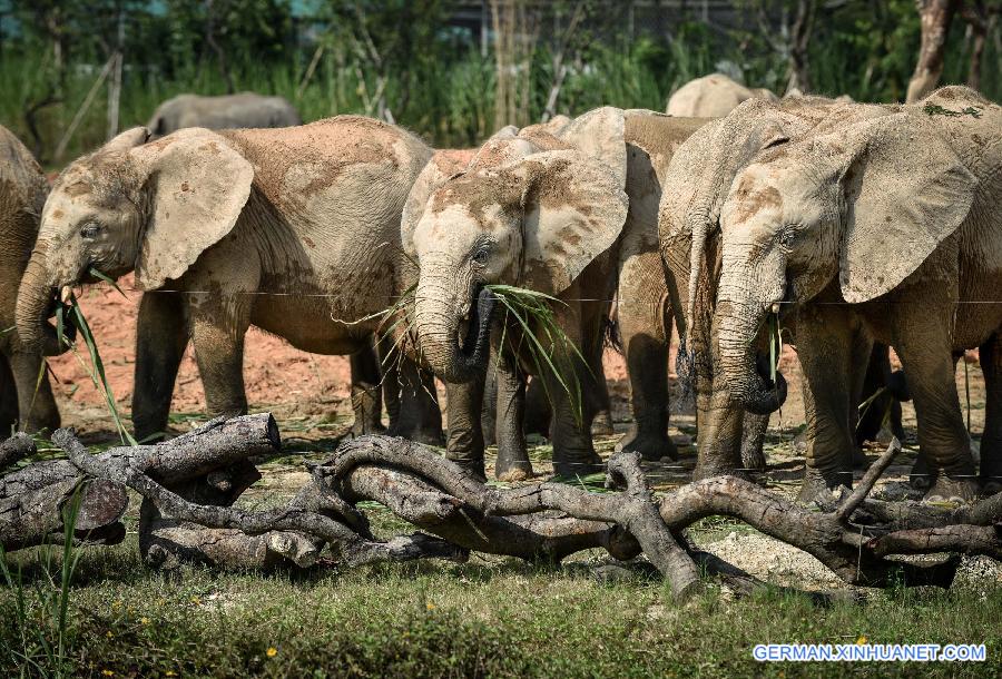 CHINA-GUANGDONG-AFRICAN ELEPHANTS(CN)