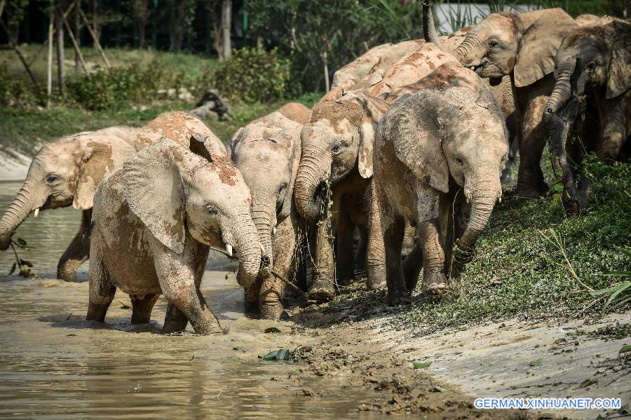 CHINA-GUANGDONG-AFRICAN ELEPHANTS(CN)