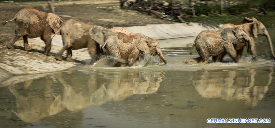 CHINA-GUANGDONG-AFRICAN ELEPHANTS(CN)