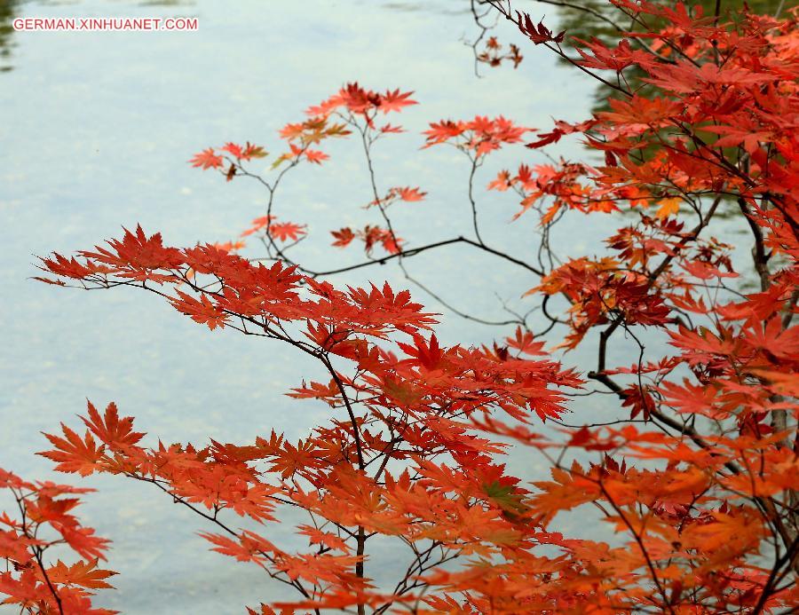 CHINA-LIAONING-MAPLE LEAVES (CN)