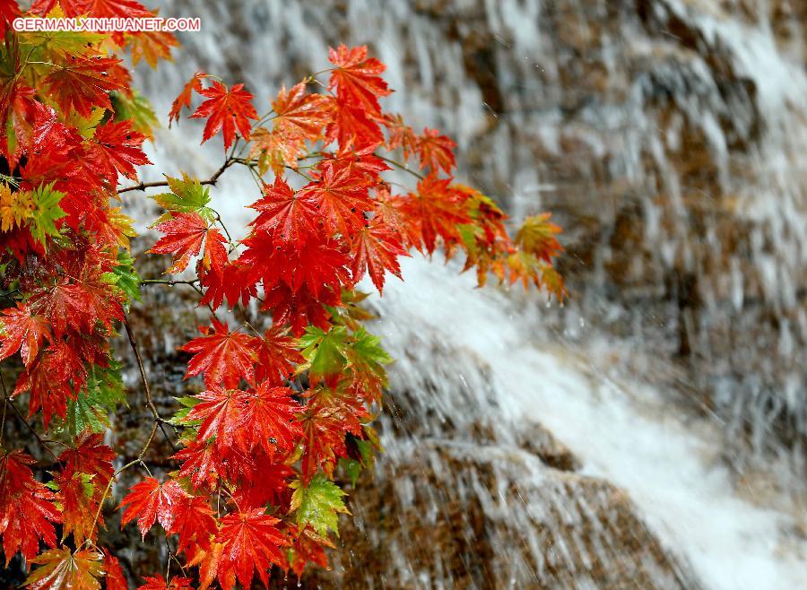 CHINA-LIAONING-MAPLE LEAVES (CN)