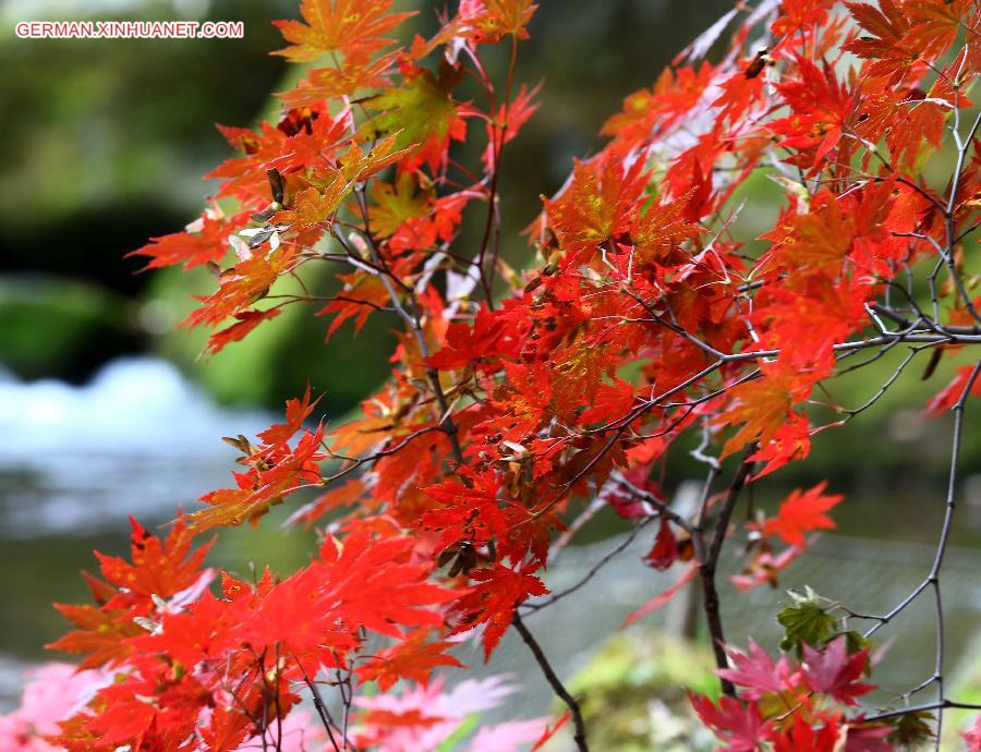 CHINA-LIAONING-MAPLE LEAVES (CN)