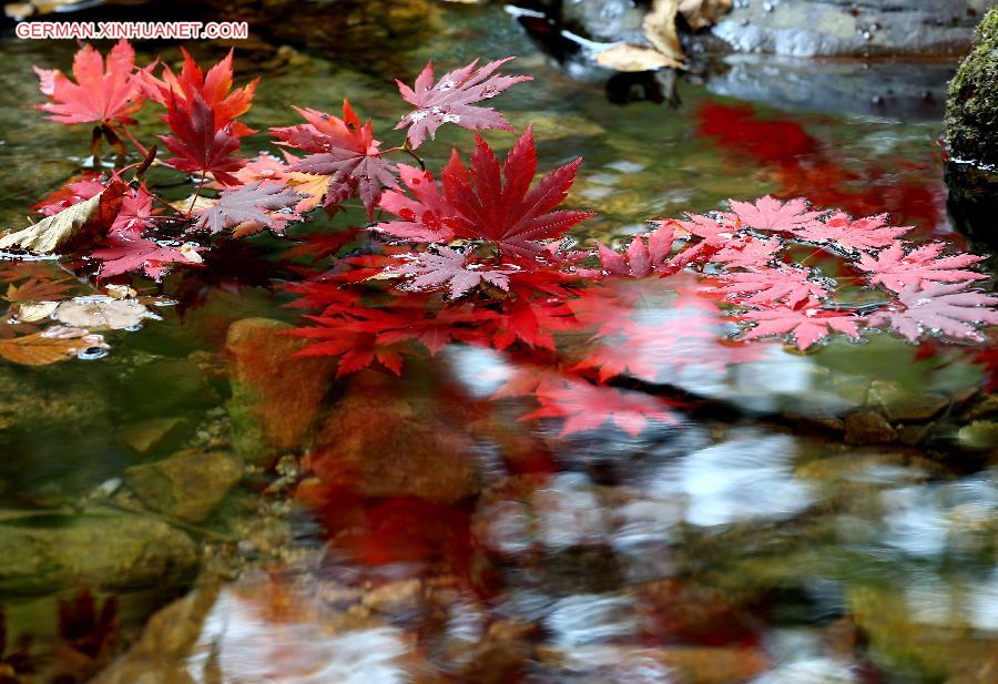 CHINA-LIAONING-MAPLE LEAVES (CN)