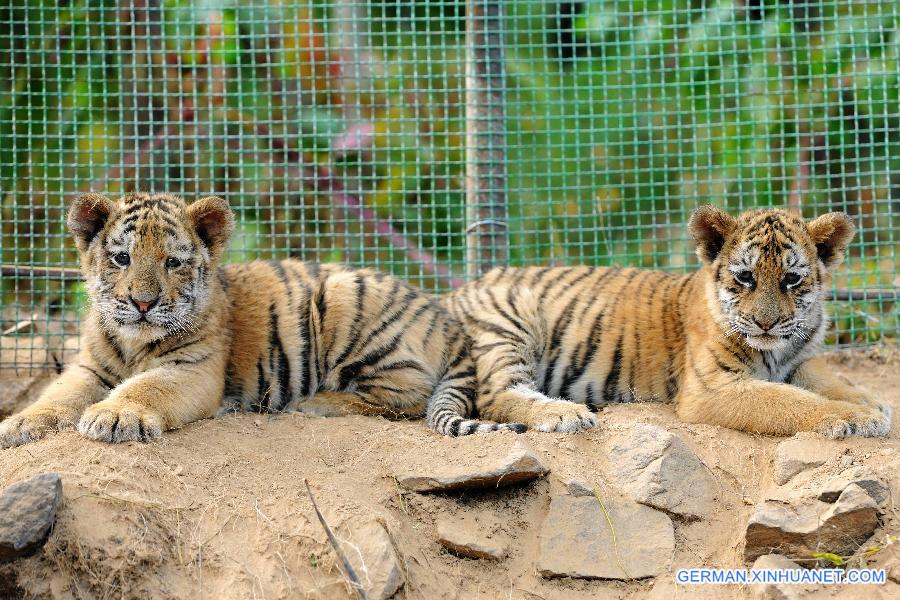 #CHINA-SHANDONG-QINGDAO-TIGER AND LION CUBS (CN)