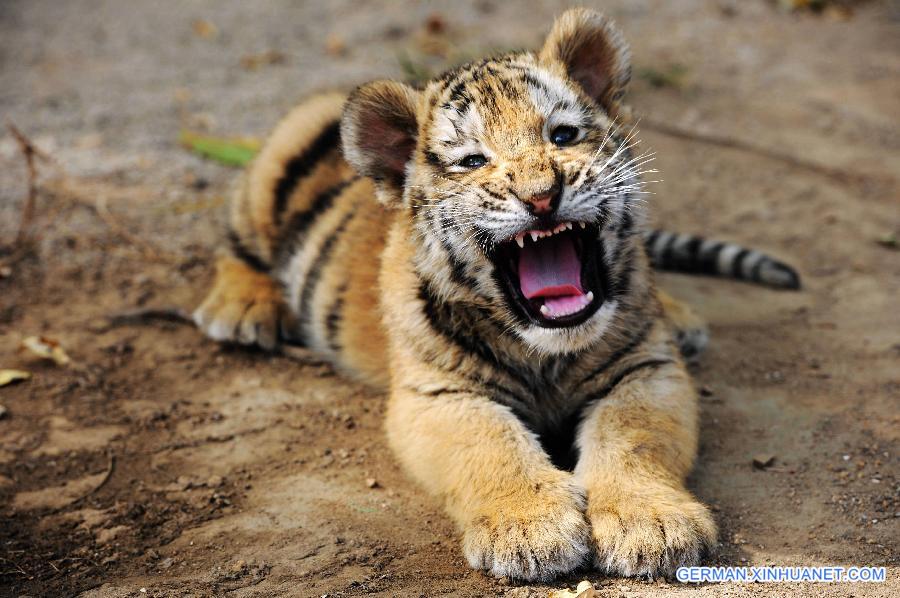 #CHINA-SHANDONG-QINGDAO-TIGER AND LION CUBS (CN)