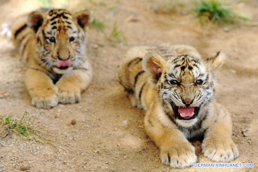 #CHINA-SHANDONG-QINGDAO-TIGER AND LION CUBS (CN)