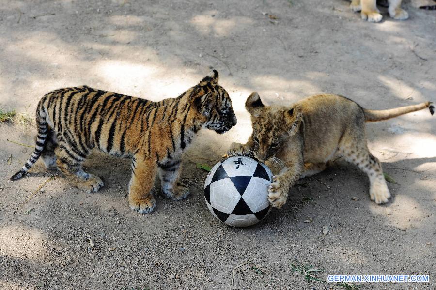 #CHINA-SHANDONG-QINGDAO-TIGER AND LION CUBS (CN)