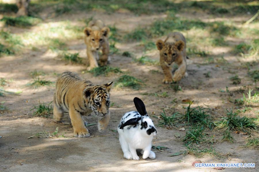 #CHINA-SHANDONG-QINGDAO-TIGER AND LION CUBS (CN)