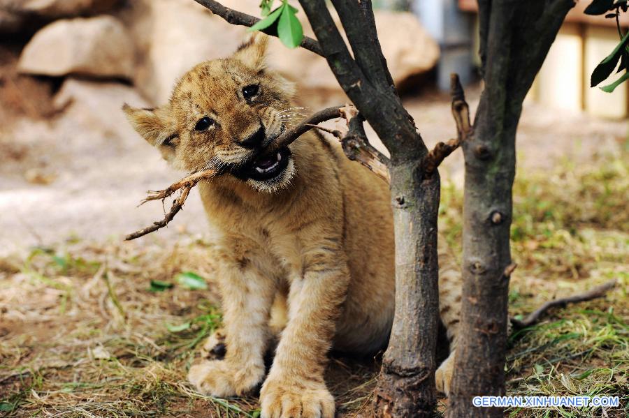 #CHINA-SHANDONG-QINGDAO-TIGER AND LION CUBS (CN)