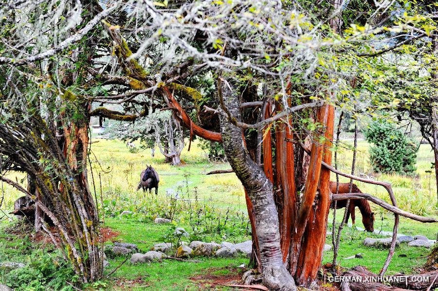 CHINA-TIBET-NYINCHI-FOREST COVERAGE (CN)