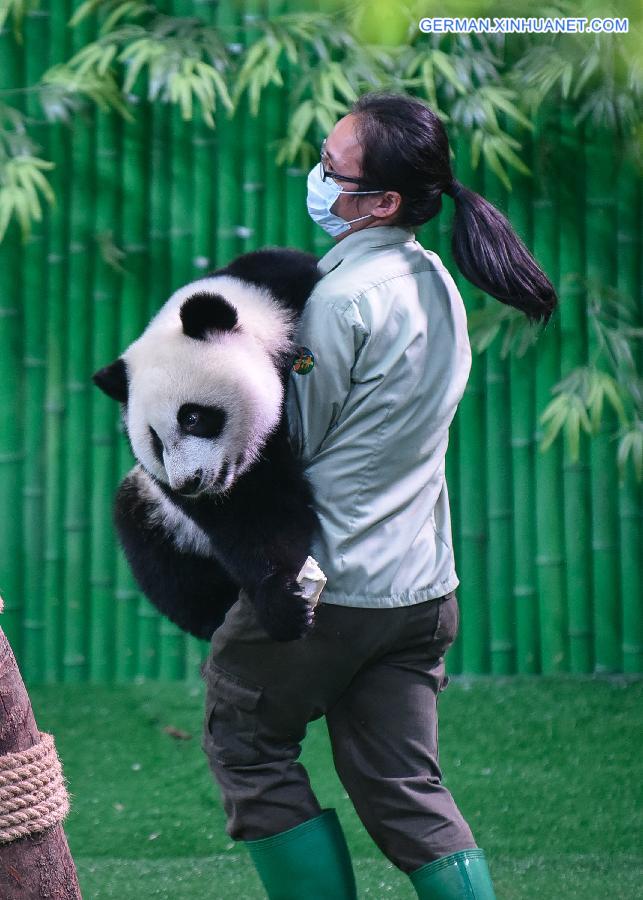 CHINA-GUANGZHOU-GIANT PANDA CUB (CN)