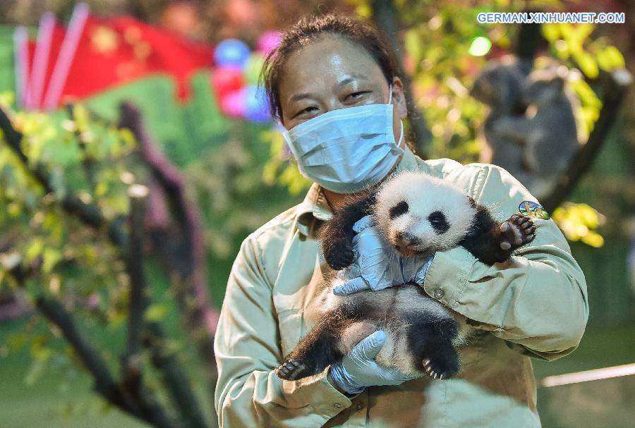 CHINA-GUANGZHOU-GIANT PANDA CUB (CN)