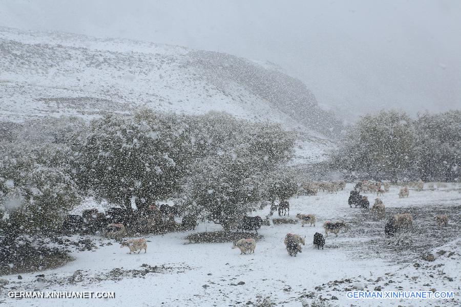 #CHINA-XINJIANG-SNOWFALL (CN)